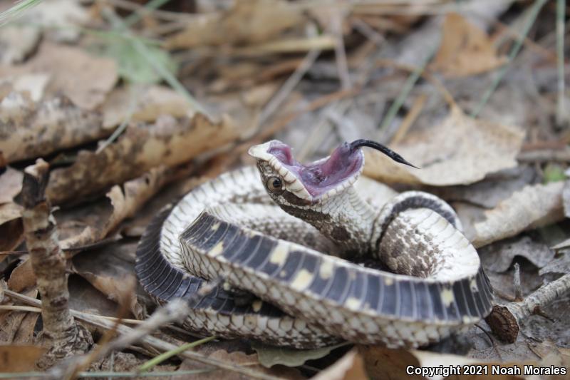 Plains Hog-nosed Snake (Heterodon nasicus)