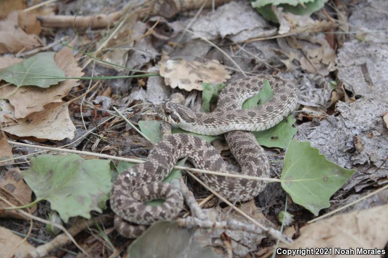 Plains Hog-nosed Snake (Heterodon nasicus)