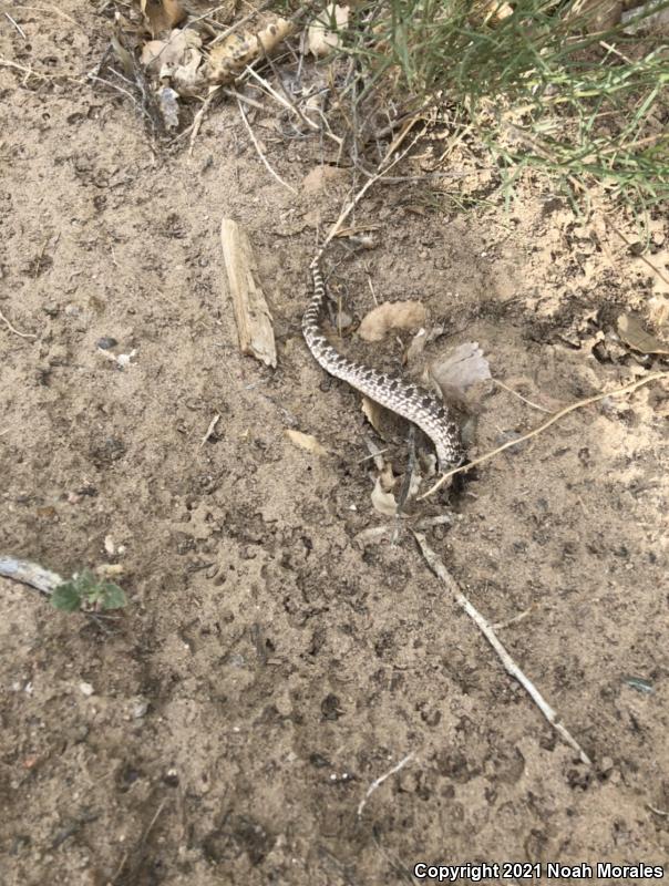 Plains Hog-nosed Snake (Heterodon nasicus)