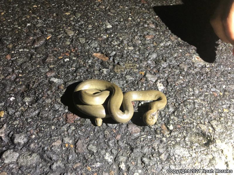 Northern Rubber Boa (Charina bottae)