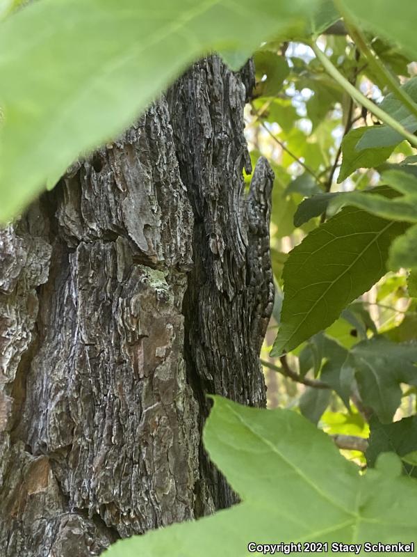 Eastern Fence Lizard (Sceloporus undulatus)