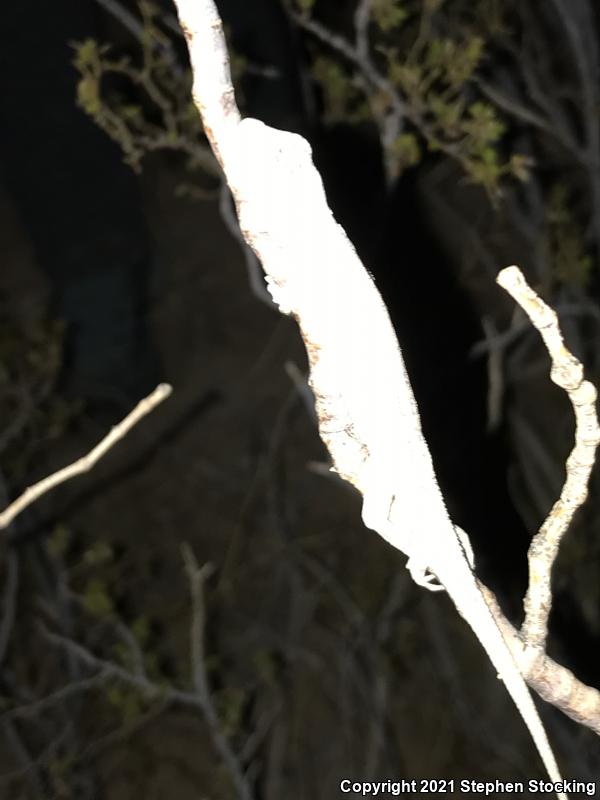 Western Long-tailed Brush Lizard (Urosaurus graciosus graciosus)