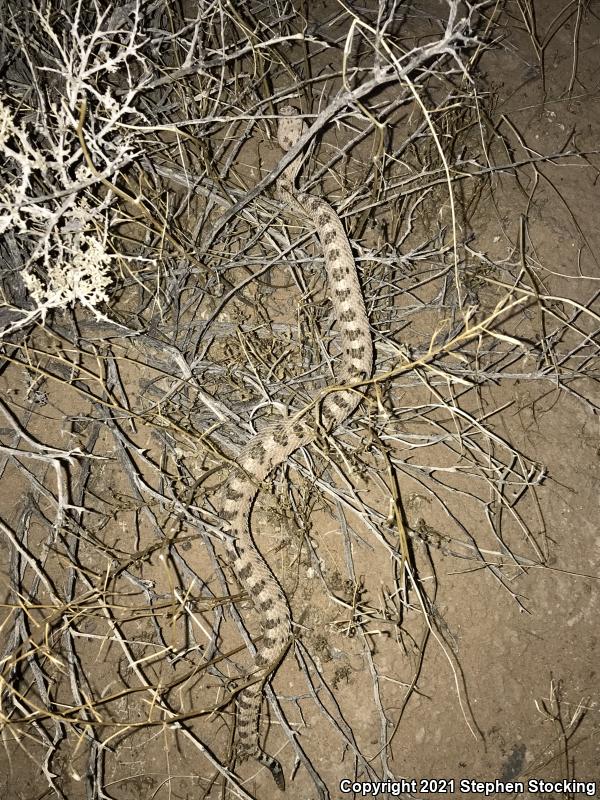 Mojave Desert Sidewinder (Crotalus cerastes cerastes)