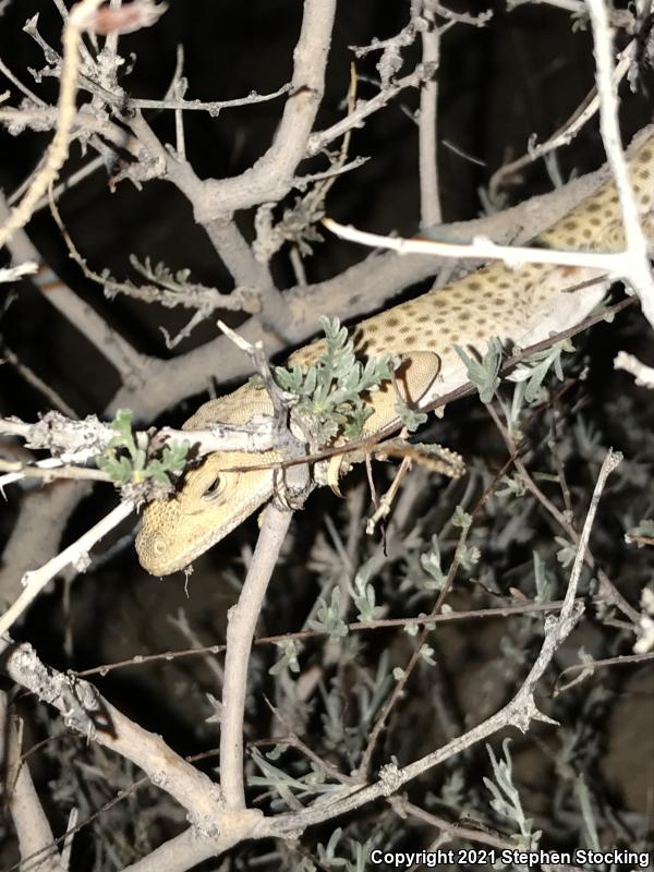 Longnose Leopard Lizard (Gambelia wislizenii)