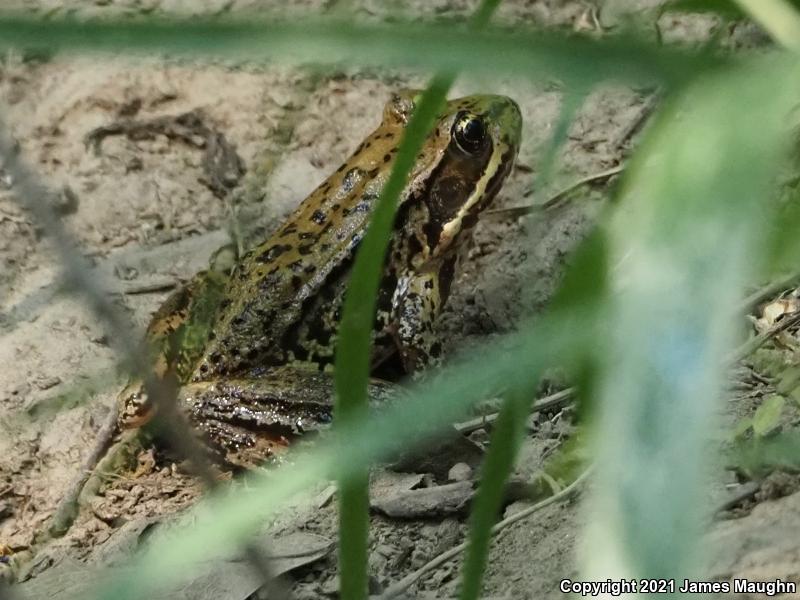 Northern Red-legged Frog (Rana aurora)