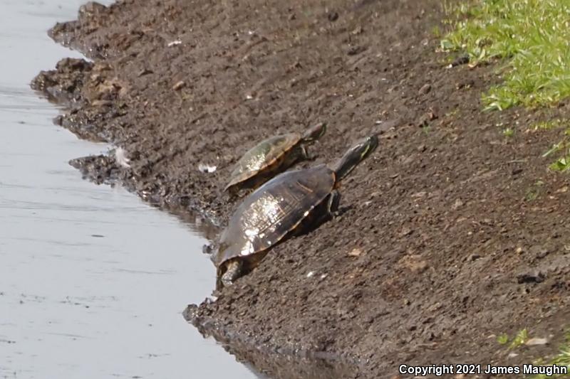 Red-eared Slider (Trachemys scripta elegans)