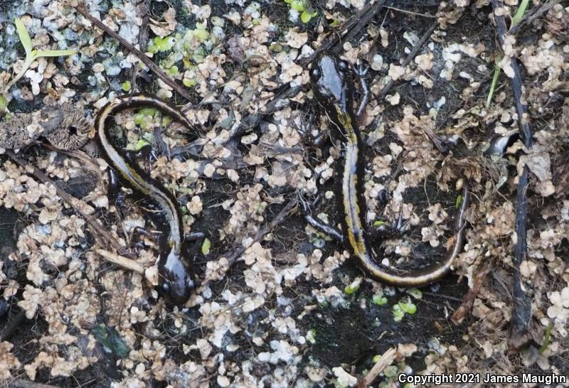 Western Long-toed Salamander (Ambystoma macrodactylum macrodactylum)