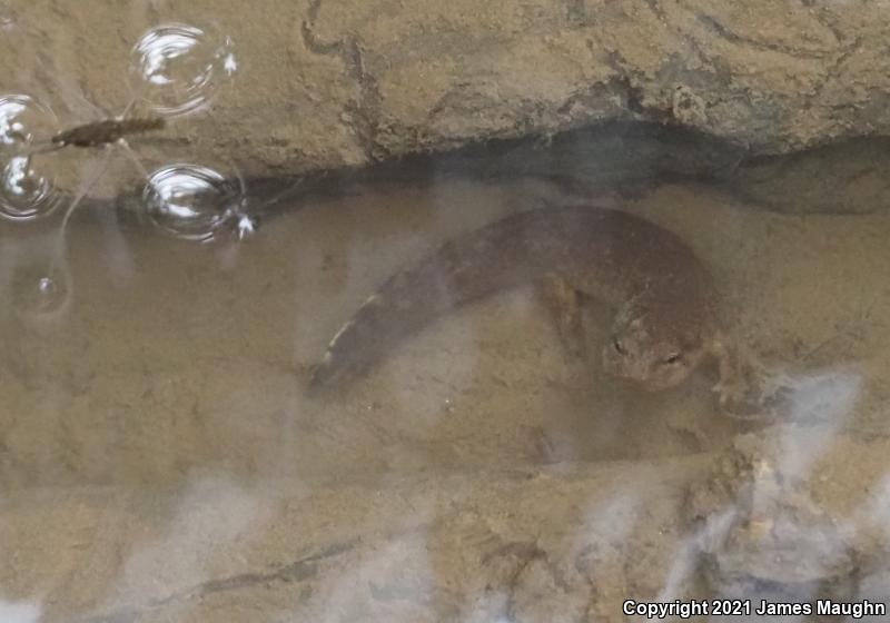 Coastal Giant Salamander (Dicamptodon tenebrosus)