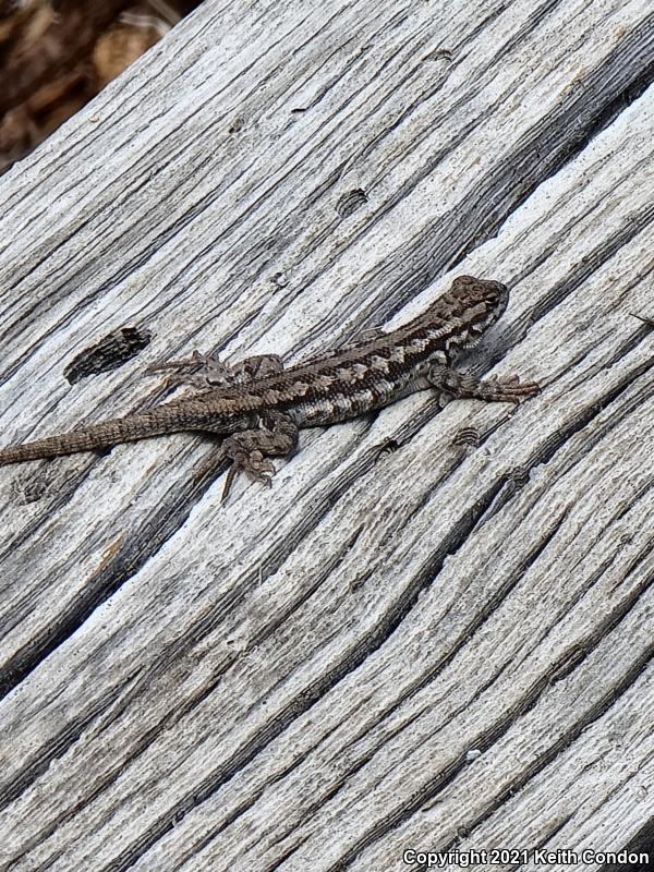 Western Sagebrush Lizard (Sceloporus graciosus gracilis)