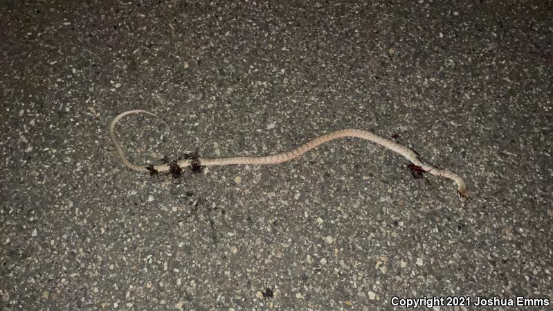 Western Coachwhip (Coluber flagellum testaceus)