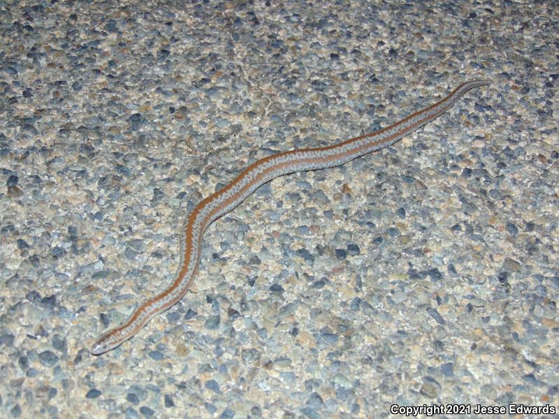 Coastal Rosy Boa (Lichanura trivirgata roseofusca)