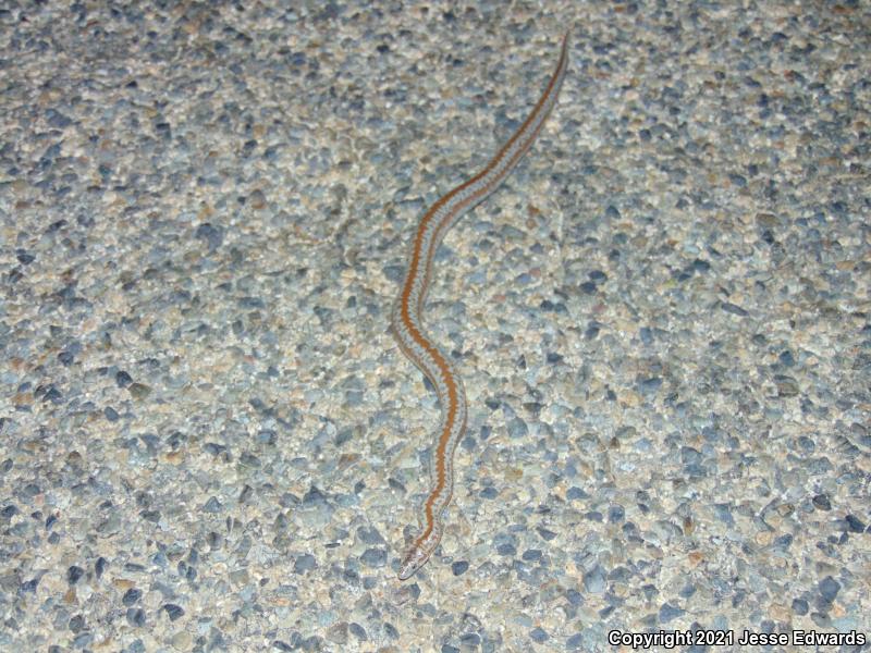 Coastal Rosy Boa (Lichanura trivirgata roseofusca)