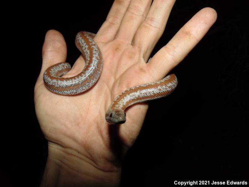 Coastal Rosy Boa (Lichanura trivirgata roseofusca)