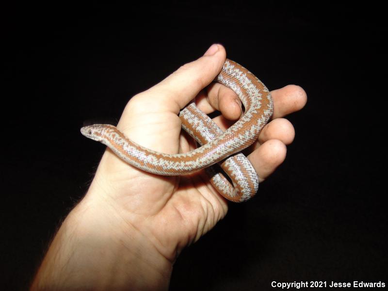 Coastal Rosy Boa (Lichanura trivirgata roseofusca)