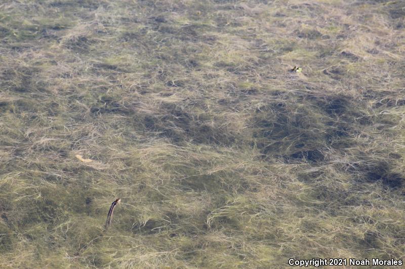 Brown Gartersnake (Thamnophis eques megalops)