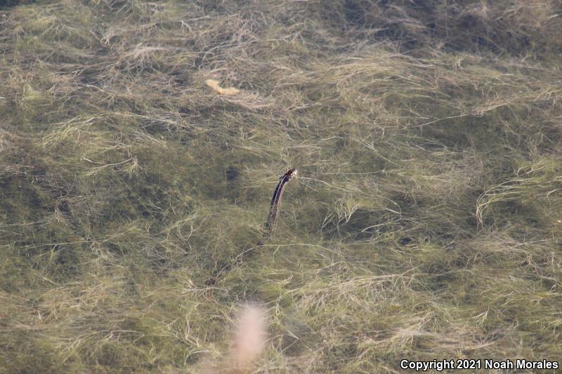 Brown Gartersnake (Thamnophis eques megalops)