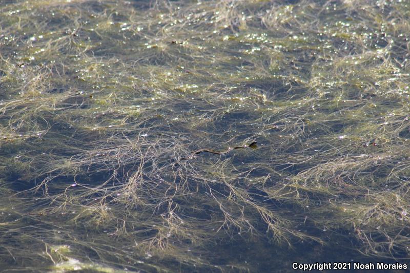 Brown Gartersnake (Thamnophis eques megalops)