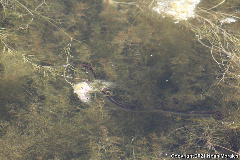 Brown Gartersnake (Thamnophis eques megalops)