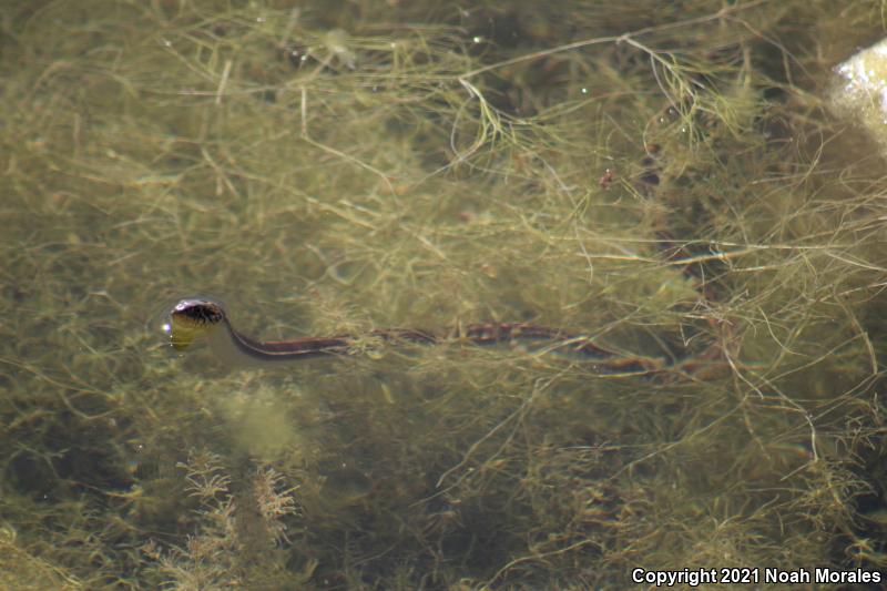 Brown Gartersnake (Thamnophis eques megalops)