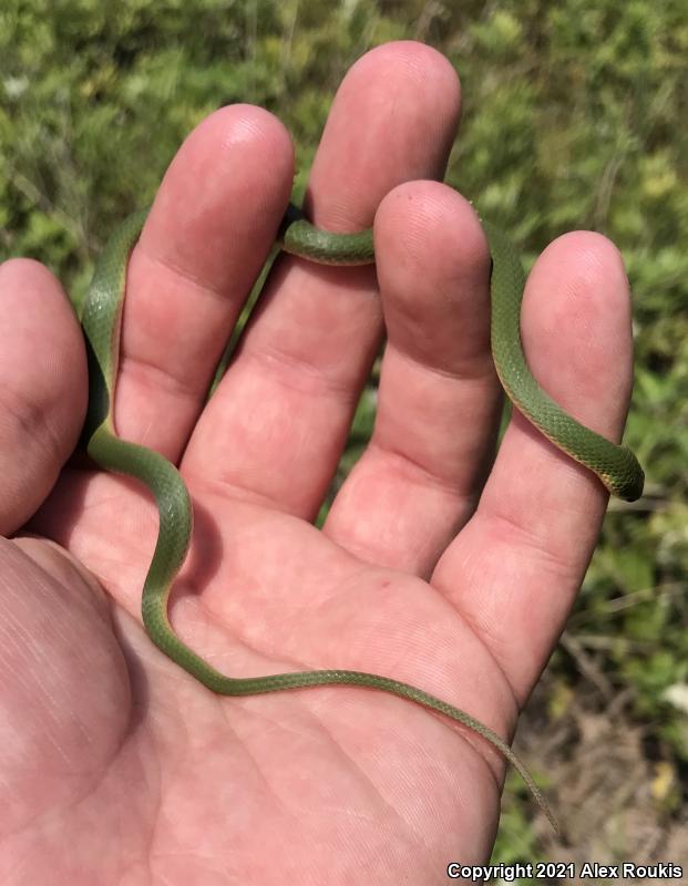 Smooth Greensnake (Opheodrys vernalis)