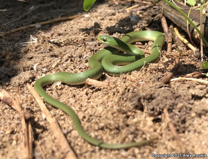 Smooth Greensnake (Opheodrys vernalis)