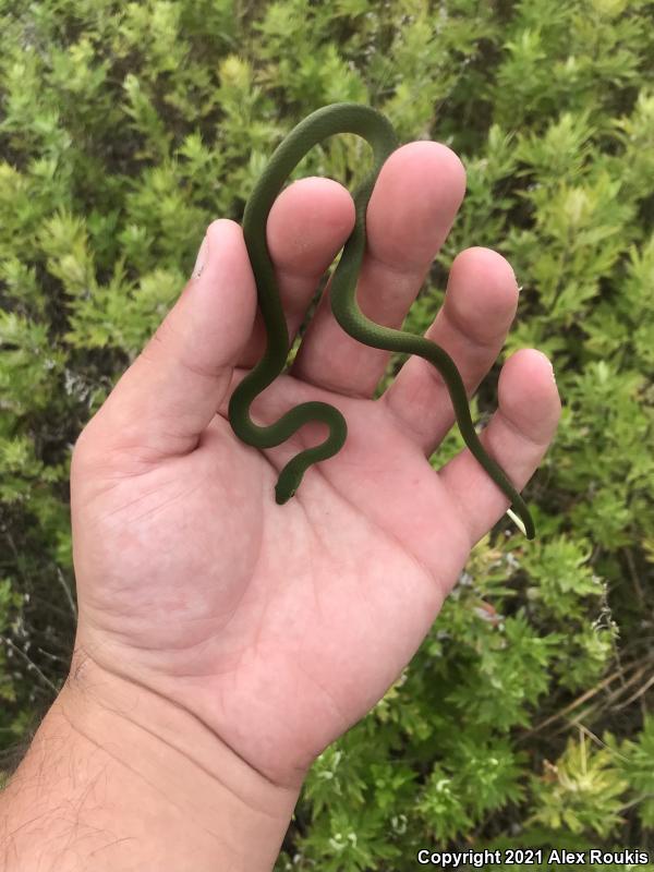 Smooth Greensnake (Opheodrys vernalis)