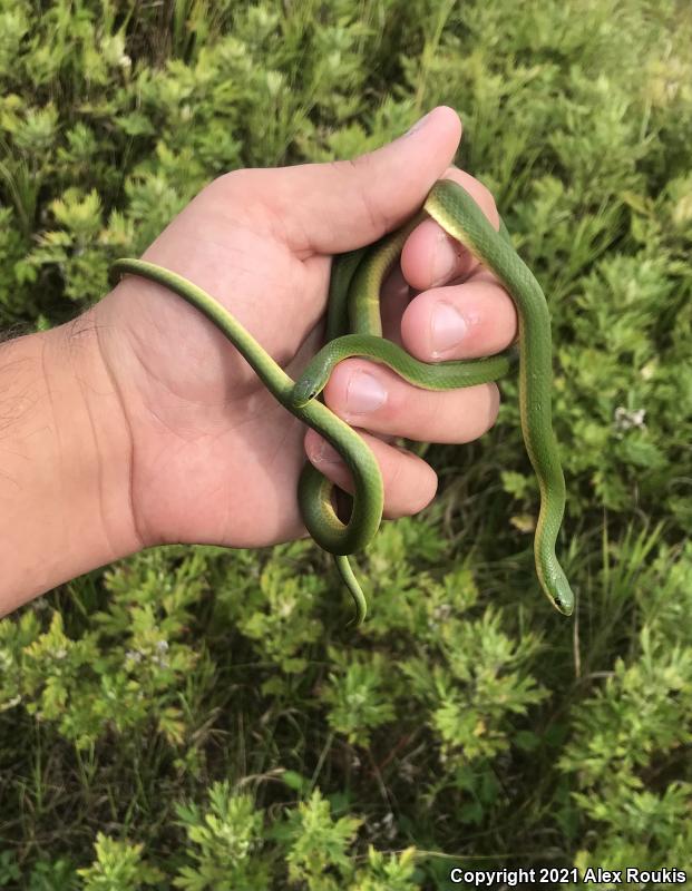 Smooth Greensnake (Opheodrys vernalis)