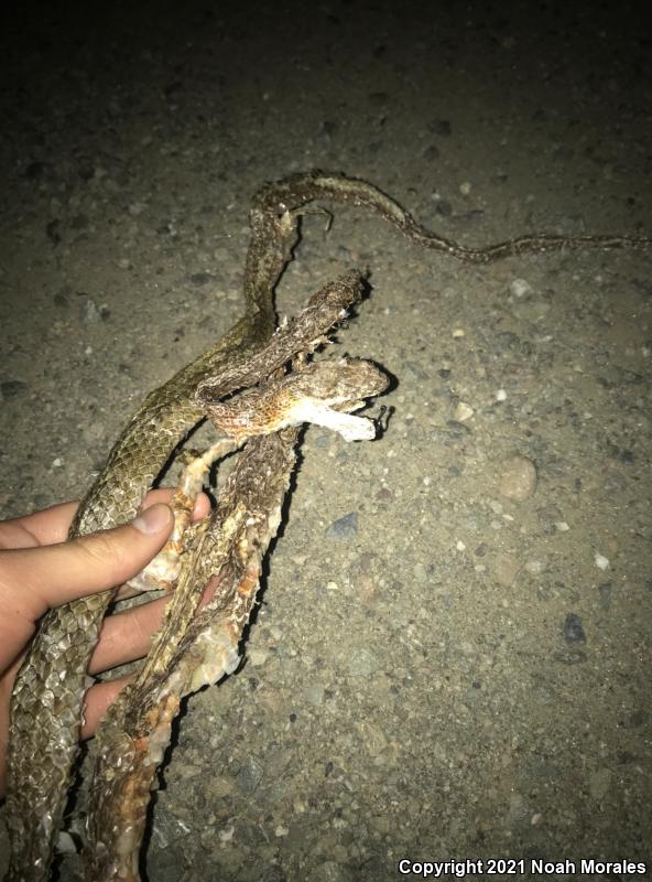 San Joaquin Coachwhip (Coluber flagellum ruddocki)