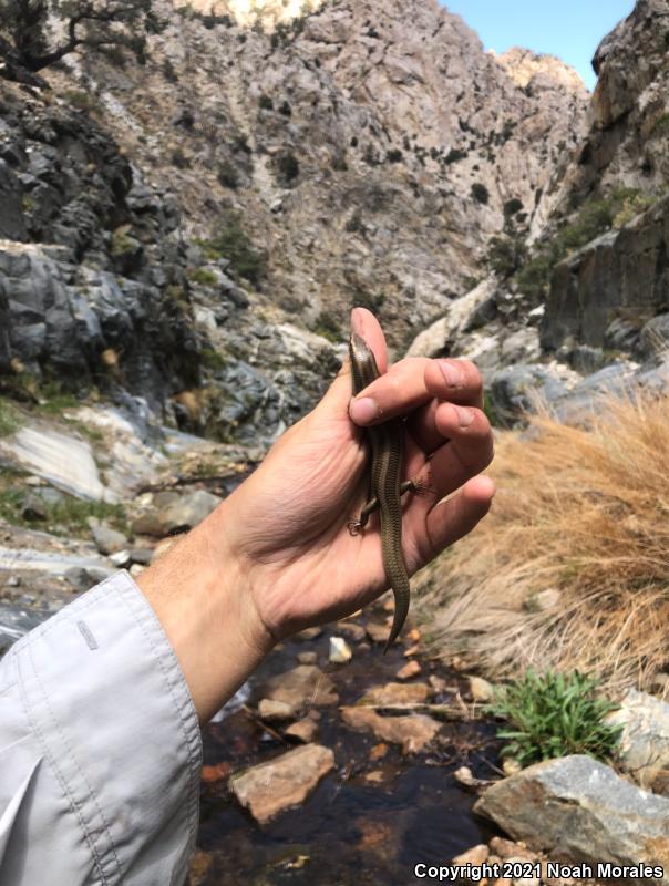 Western Redtail Skink (Plestiodon gilberti rubricaudatus)