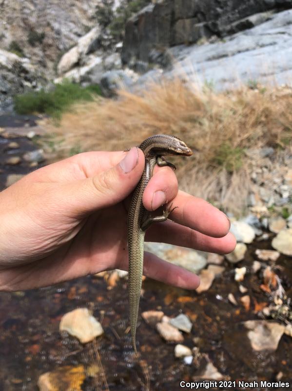 Western Redtail Skink (Plestiodon gilberti rubricaudatus)