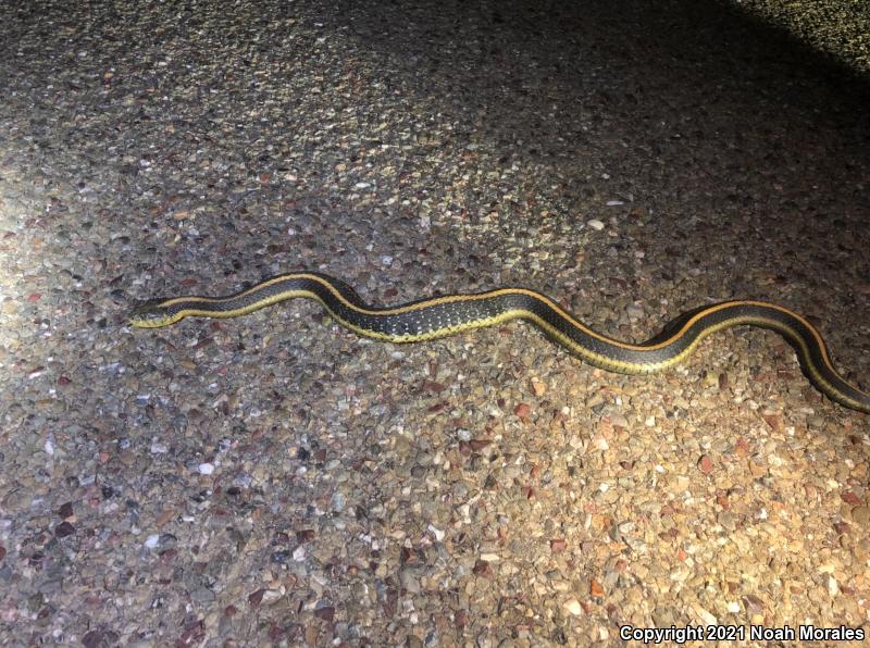 Diablo Gartersnake (Thamnophis atratus zaxanthus)