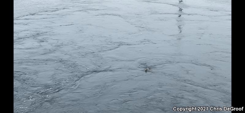 Green Sea Turtle (Chelonia mydas)