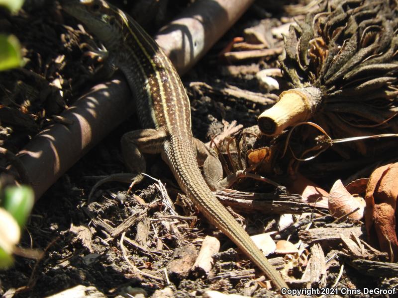 Sonoran Spotted Whiptail (Aspidoscelis sonorae)