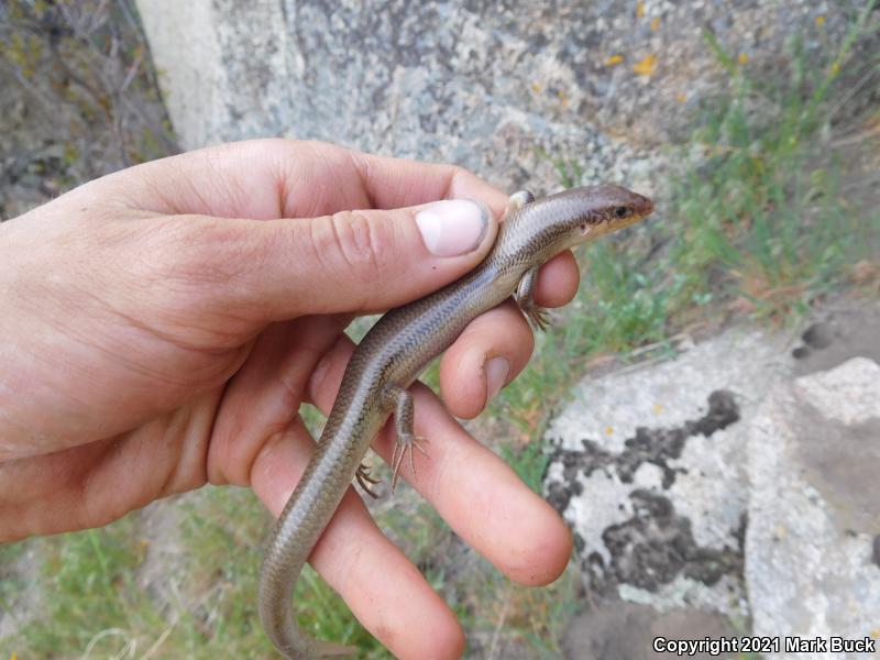 Western Redtail Skink (Plestiodon gilberti rubricaudatus)