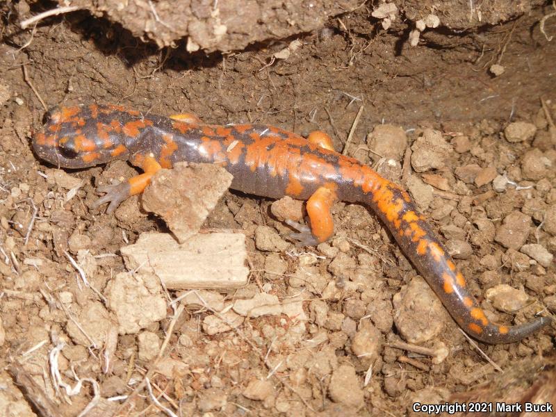 Sierra Nevada Ensatina (Ensatina eschscholtzii platensis)