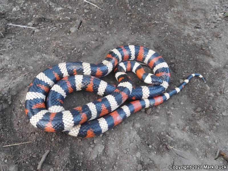 Sierra Mountain Kingsnake (Lampropeltis zonata multicincta)