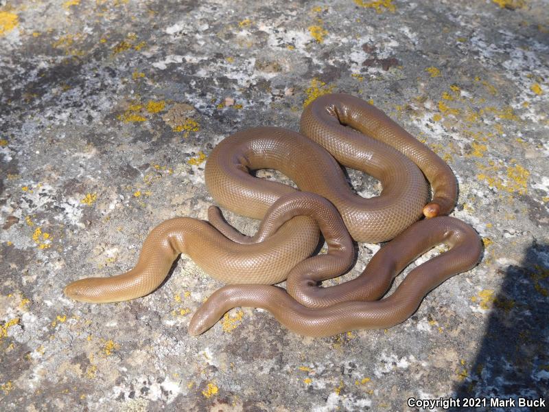 Northern Rubber Boa (Charina bottae)