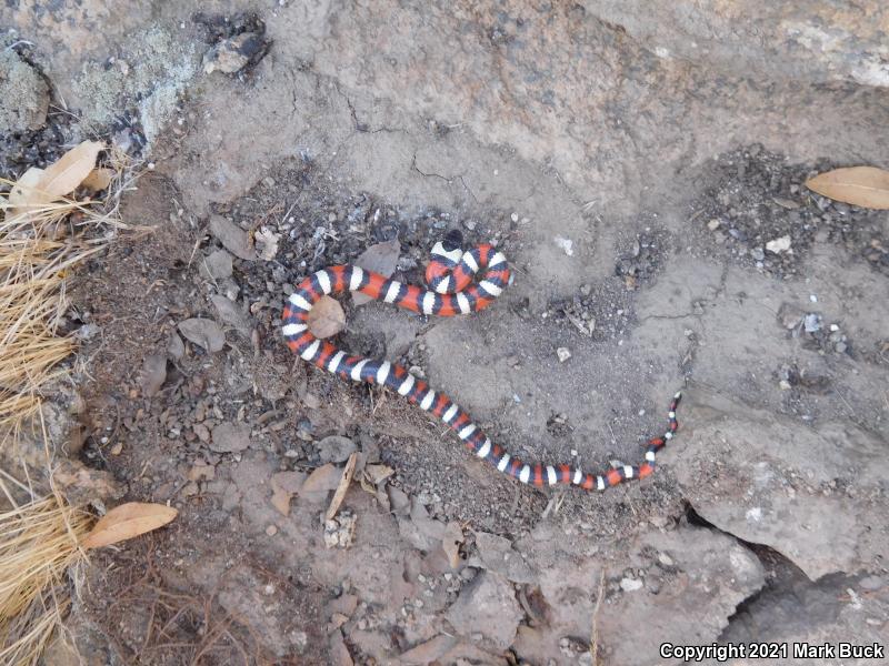 Sierra Mountain Kingsnake (Lampropeltis zonata multicincta)