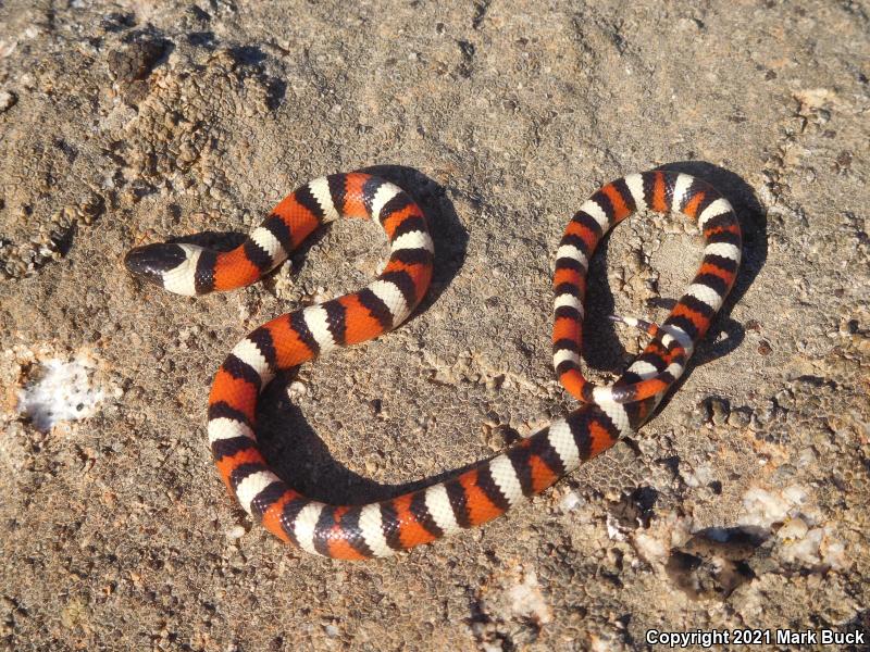 Sierra Mountain Kingsnake (Lampropeltis zonata multicincta)