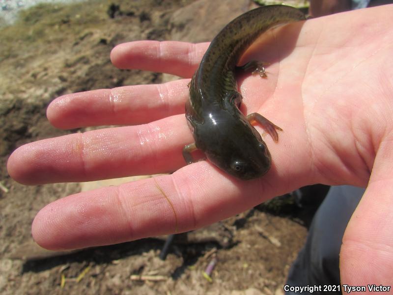 Arizona Tiger Salamander (Ambystoma mavortium nebulosum)