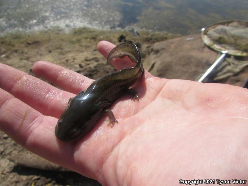 Arizona Tiger Salamander (Ambystoma mavortium nebulosum)