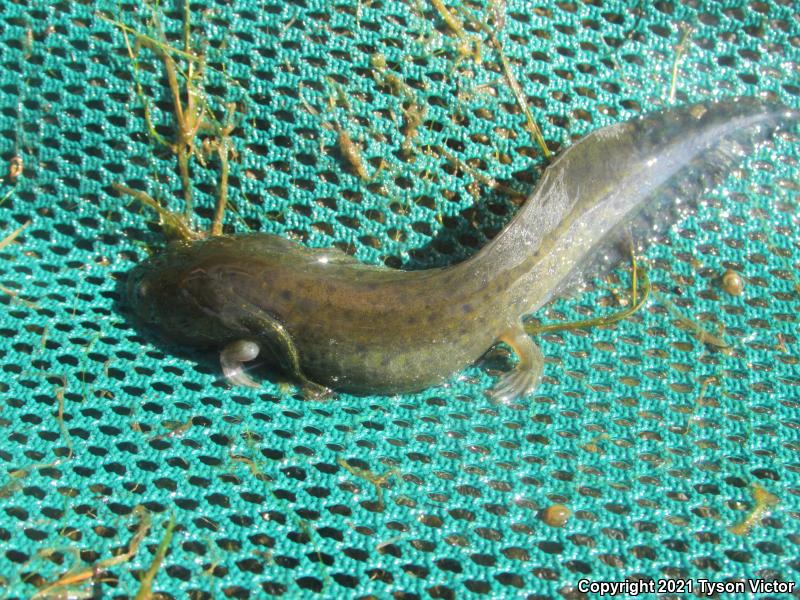 Arizona Tiger Salamander (Ambystoma mavortium nebulosum)