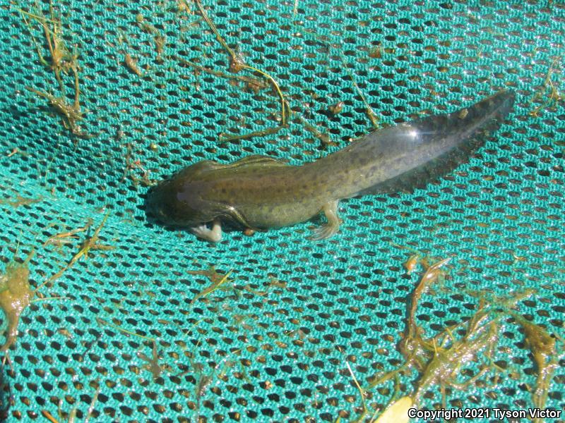 Arizona Tiger Salamander (Ambystoma mavortium nebulosum)