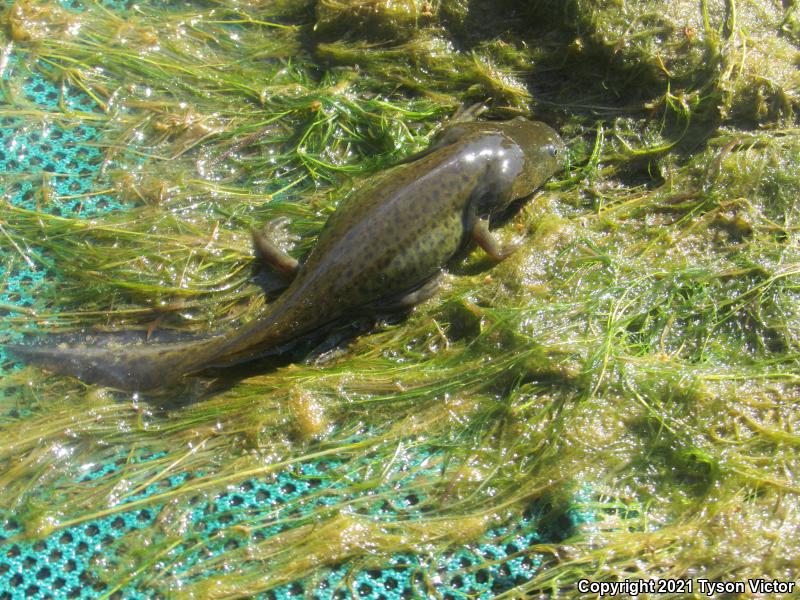 Arizona Tiger Salamander (Ambystoma mavortium nebulosum)