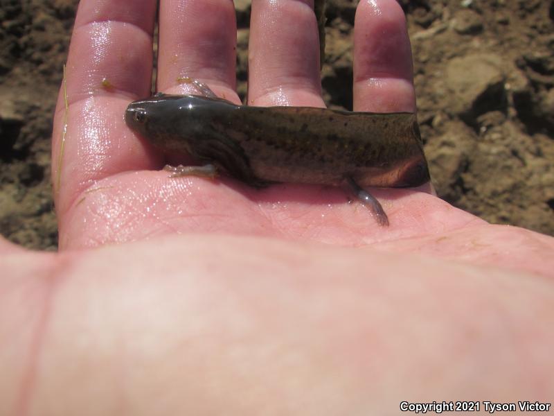 Arizona Tiger Salamander (Ambystoma mavortium nebulosum)