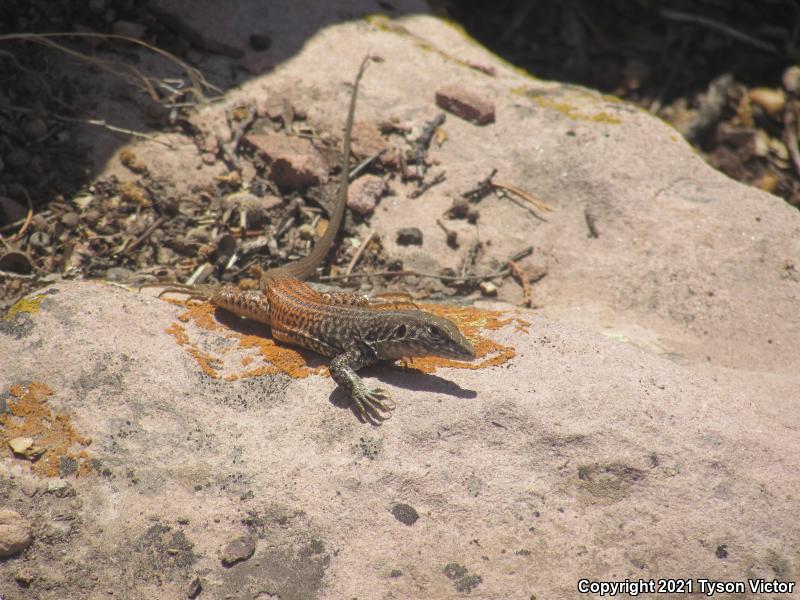 Northern Whiptail (Aspidoscelis tigris septentrionalis)