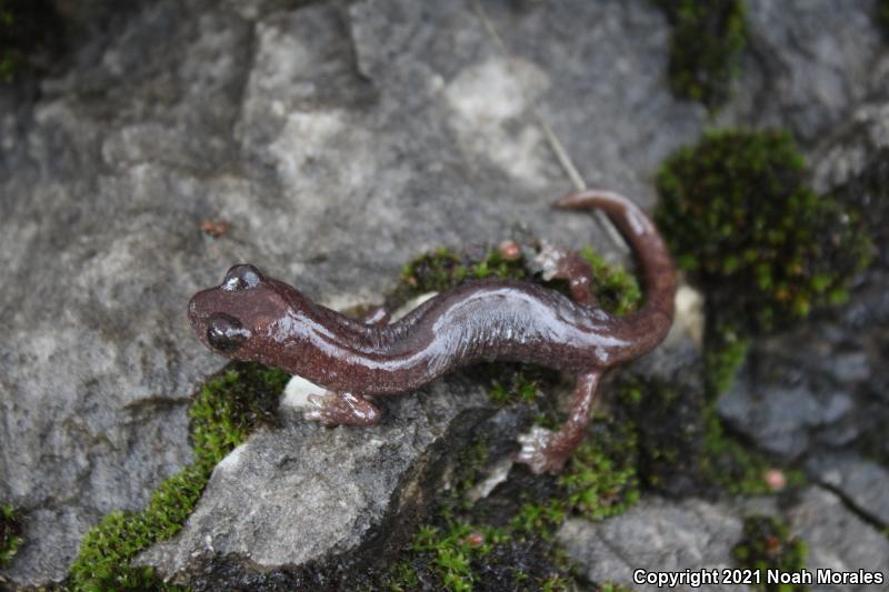 Shasta Salamander (Hydromantes shastae)