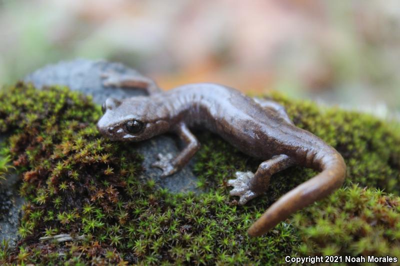 Shasta Salamander (Hydromantes shastae)