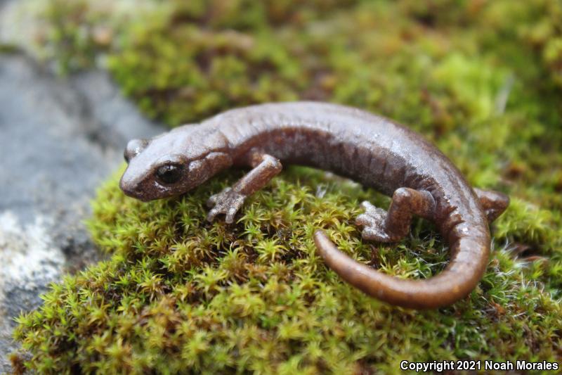 Shasta Salamander (Hydromantes shastae)