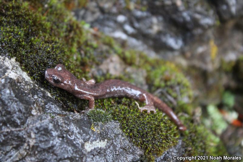 Shasta Salamander (Hydromantes shastae)